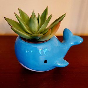 Ceramic Whale animal planter with live Succulent